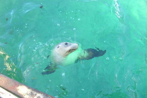 Abrolhos Islands Scenic Flight & Snorkel Adventure From Perth - Surfers Paradise Gold Coast 5