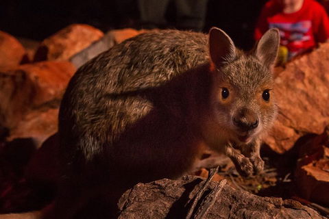 Alice Springs Desert Park Nocturnal Tour - Surfers Paradise Gold Coast 3
