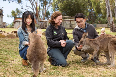 Bonorong Wildlife Park And Richmond Afternoon Tour From Hobart - Surfers Paradise Gold Coast 1