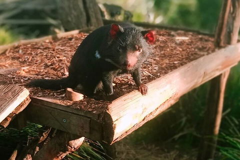 Bonorong Wildlife Park And Richmond Afternoon Tour From Hobart - Surfers Paradise Gold Coast 4