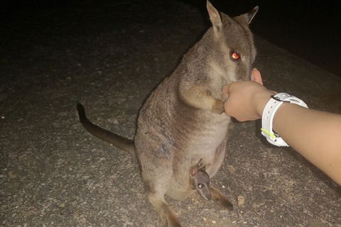 Private Tour To Paronella Park, Historic Village Herberton And Wild Life Wallaby - Surfers Paradise Gold Coast 0