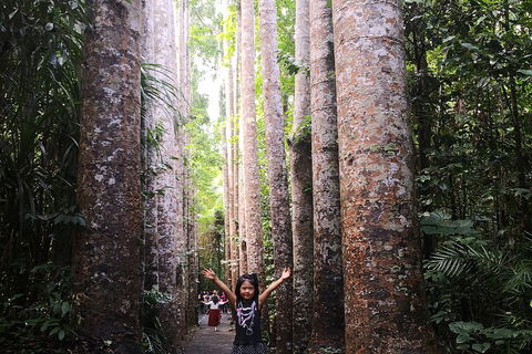 Private Tour To Paronella Park, Historic Village Herberton And Wild Life Wallaby - Surfers Paradise Gold Coast 2