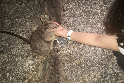 Private Tour To Paronella Park, Historic Village Herberton And Wild Life Wallaby - Surfers Paradise Gold Coast 4