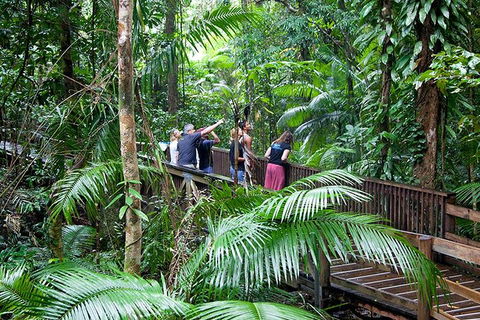 Full Day Daintree Rainforest And Mossman Gorge Tour - Surfers Paradise Gold Coast 1