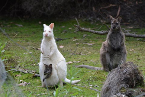 Full-Day Guided Bruny Island Tour From Hobart - Surfers Paradise Gold Coast 0