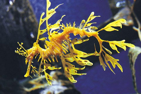 SEA LIFE Melbourne Aquarium Admission Ticket - Surfers Paradise Gold Coast 0