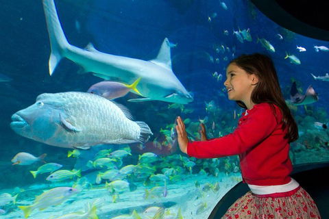 SEA LIFE Melbourne Aquarium Admission Ticket - Surfers Paradise Gold Coast 1