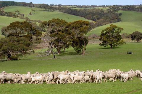 Kangaroo Island Luxury Small Group 'Island Life' Full Day Tour - Surfers Paradise Gold Coast 1