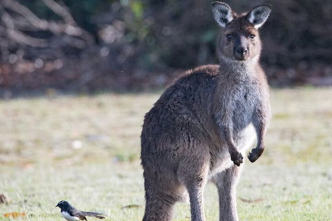 Kangaroo Island Luxury Small Group 'Island Life' Full Day Tour - Surfers Paradise Gold Coast 2