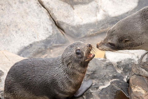 Kangaroo Island Luxury Small Group 'Flinders Chase Focus' Full Day Tour - Surfers Paradise Gold Coast 2