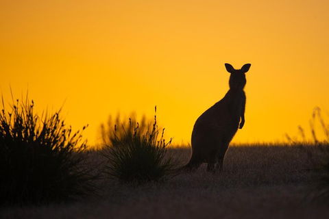 Kangaroo Island Luxury Small Group 'Flinders Chase Focus' Full Day Tour - Surfers Paradise Gold Coast 5