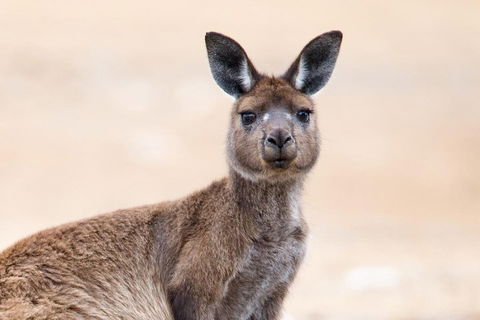 Kangaroo Island Luxury Small Group 'East End Explorer' Full Day Tour - Surfers Paradise Gold Coast 1