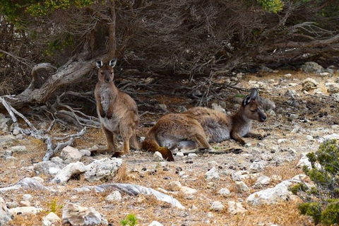 Kangaroo Island Luxury Small Group 'East End Explorer' Full Day Tour - Surfers Paradise Gold Coast 4