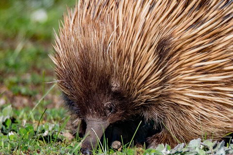 Kangaroo Island Luxury Small Group 'East End Explorer' Full Day Tour - Surfers Paradise Gold Coast 5