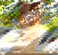 Discover Rottnest with Ferry  Bus Tour from Perth or Fremantle - Surfers Paradise Gold Coast