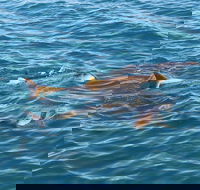 Roebuck Bay Snubfin Dolphin Cruise - Surfers Paradise Gold Coast