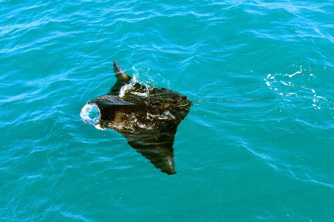 Roebuck Bay Snubfin Dolphin Cruise - Surfers Paradise Gold Coast 5