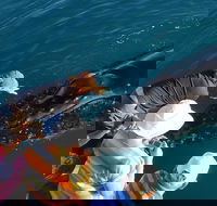 AOC Whale Watching from Broome - Surfers Paradise Gold Coast