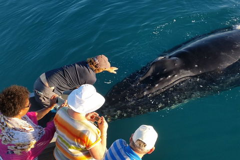 AOC Whale Watching From Broome - Surfers Paradise Gold Coast 0