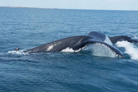 AOC Whale Watching From Broome - Surfers Paradise Gold Coast 1