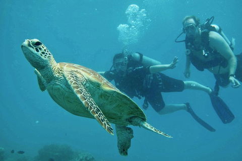 Ocean Freedom Great Barrier Reef Personal Luxury Snorkel & Dive Cruise, Cairns - Surfers Paradise Gold Coast 4