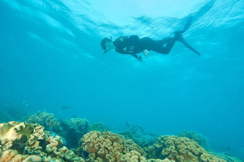 Ocean Freedom Great Barrier Reef Personal Luxury Snorkel & Dive Cruise, Cairns - Surfers Paradise Gold Coast 5