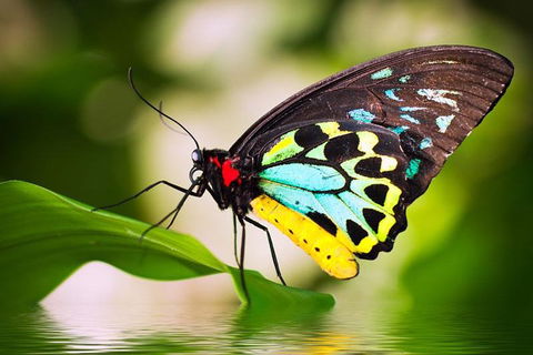 Australian Butterfly Sanctuary - Surfers Paradise Gold Coast 4