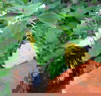 Australian Butterfly Sanctuary- Virtual Interactive Tour With Private Guide - Surfers Paradise Gold Coast