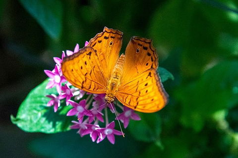 Australian Butterfly Sanctuary- Virtual Interactive Tour With Private Guide - Surfers Paradise Gold Coast 3