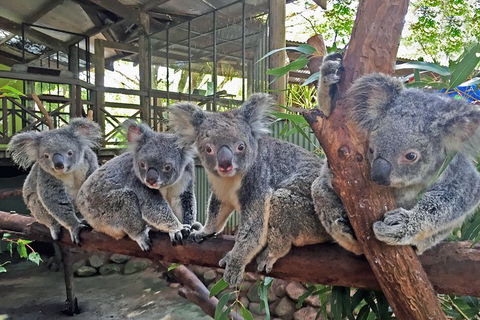 Kuranda Rainforestation Nature Park Ticket (BNP) - Surfers Paradise Gold Coast 4