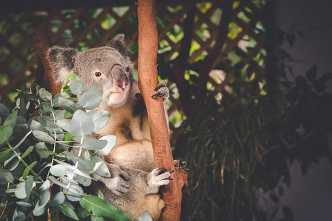 Small-Group Blue Mountains Day Trip From Sydney With Wildlife Park - Surfers Paradise Gold Coast 2