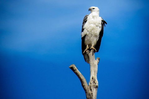 Kangaroo Island 75-Minute Ocean Safari - Surfers Paradise Gold Coast 0