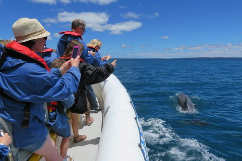Kangaroo Island 75-Minute Ocean Safari - Surfers Paradise Gold Coast 3