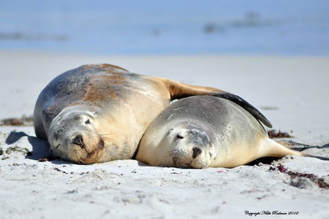 NEW TOUR - Kangaroo Island Road To Recovery Tour (1 Day/1 Night) - Surfers Paradise Gold Coast 1