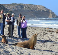 Full day Seal Bay Experience departing from Kangaroo Island - Surfers Paradise Gold Coast