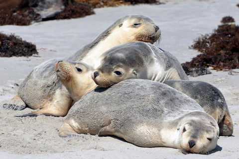 Small-Group Kangaroo Island 4WD Tour From Adelaide - Surfers Paradise Gold Coast 1