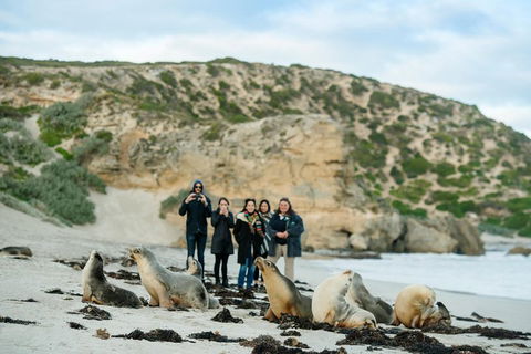 Small-Group Kangaroo Island 4WD Tour From Adelaide - Surfers Paradise Gold Coast 4
