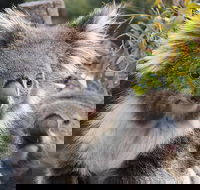 Kuranda Koala Gardens and Birdworld Admission Tickets - Surfers Paradise Gold Coast