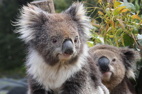 Kuranda Koala Gardens And Birdworld Admission Tickets - Surfers Paradise Gold Coast 0