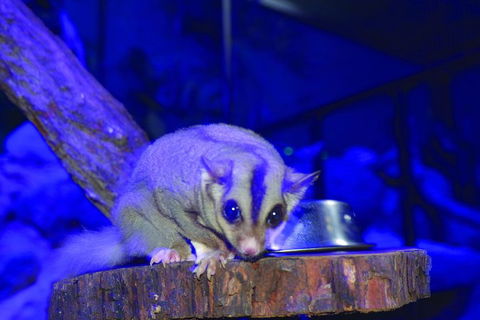 Kuranda Koala Gardens And Birdworld Admission Tickets - Surfers Paradise Gold Coast 1