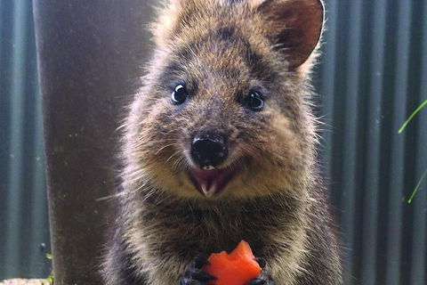 Kuranda Koala Gardens And Birdworld Admission Tickets - Surfers Paradise Gold Coast 2