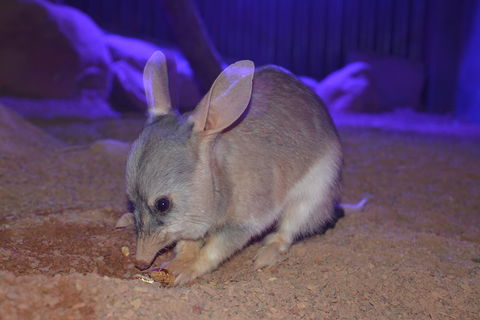 Kuranda Wildlife Experience Three Attraction Pass - Surfers Paradise Gold Coast 0