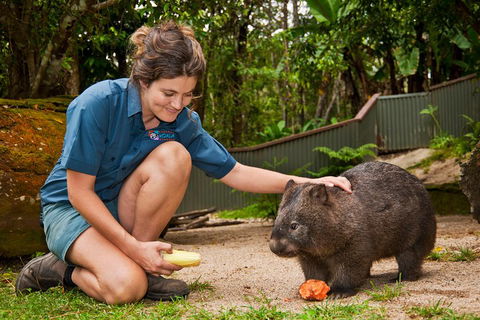 Kuranda Koala Gardens General Entry Ticket - Surfers Paradise Gold Coast 4