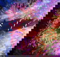 Cairns Aquarium by Twilight with 3-Course Dinner - Surfers Paradise Gold Coast