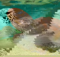 Cairns Aquarium Marine Life Encounter Ticket with 2-Course Lunch - Surfers Paradise Gold Coast