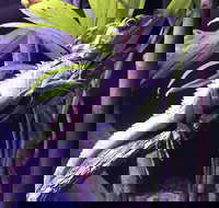 Cairns Aquarium Admission Ticket - Surfers Paradise Gold Coast