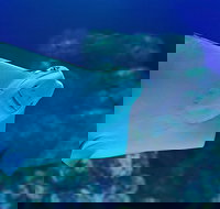 Cairns Aquarium Family Ticket - Surfers Paradise Gold Coast