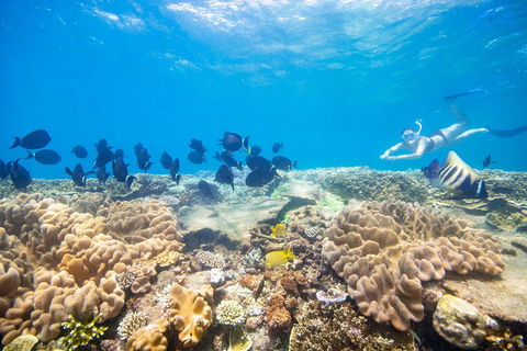 Outer Reef Pontoon Experience From Cairns - Surfers Paradise Gold Coast 4