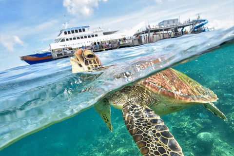 Outer Reef Pontoon Experience From Cairns - Surfers Paradise Gold Coast 5