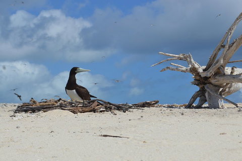 Seastar Luxury Outer Great Barrier Reef Island And Reef Tour From Cairns - Surfers Paradise Gold Coast 1